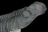 Drotops Trilobite - Top Quality Specimen! #76209-2